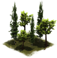 Arquivo:27 LateMiddleAge Group of Trees.png